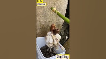 Tutorial Mancing Kepiting #feedshorts #viral #kepiting #mancing