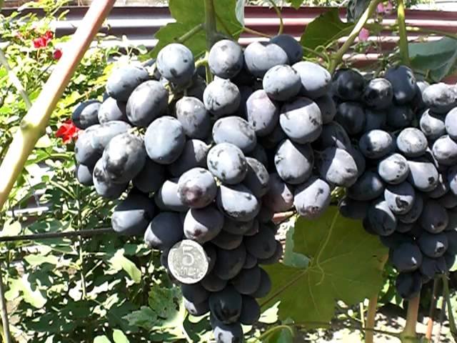Виноград Забава: описание сорта с характеристикой и отзывами, особенностипосадки и выращивания, фото