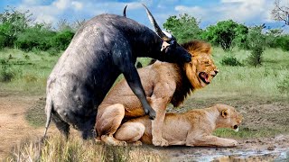 Crazy Bloodthirsty Crazy Buffalo Attacks Lion To Save Its Baby