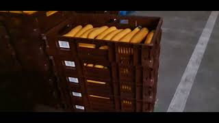 How Courgettes Are Prepared For Loading In Netherland In The Greenhouse