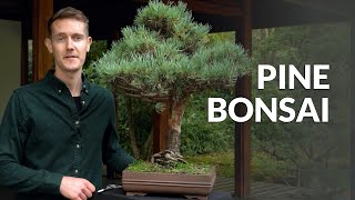 Pine Bonsai trees (Pinus)