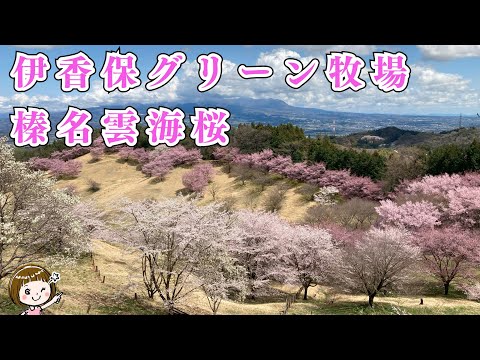 2025/4/14 伊香保グリーン牧場の桜満開🌸（群馬県渋川市）