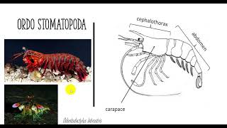 MORFOLOGI KELAS CRUSTACEA