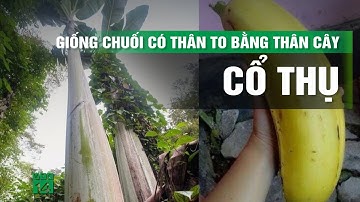 Giống chuối khổng lồ cao bằng tòa nhà 6 tầng ở Papua New Guinea | VTC14