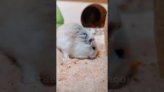 HAMSTER CARE IN 1 MINUTE #hamsters #hamstercare #pets #viral
