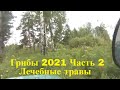 Грибы 2021 лисички 30 июля  часть 2 Поход в лес Аконит Чемерица Трутовик Сибирский борщевик Сибирь