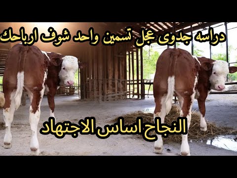 دراسه جدوى تسمين عجل واحد شوف ارباحك بنفسك