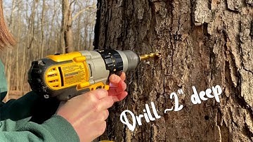 How to Tap a Sugar Maple Tree