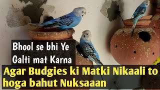 Season khatam hone pe Budgies ki matki Utaarne ka tareeke