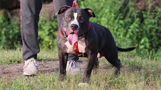 American Pitbull Terrier X American Bully at the age of 12 months(1year) Transformed