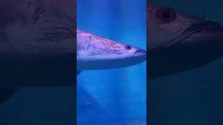 coloer fish #laila puyal #th65