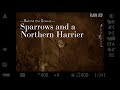 Sparrows and a Northern Harrier - Behind the Scenes