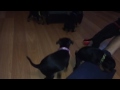 4 week old Toy Manchester Terrier puppies の動画、YouTube動画。