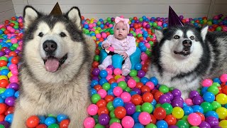 GIANT MALAMUTE BIRTHDAY PARTY | PHIL IS SEVEN TODAY