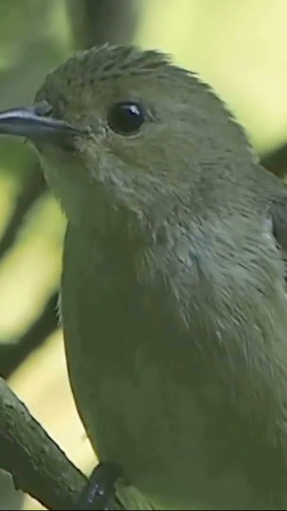 Burung cabe cabean gacor