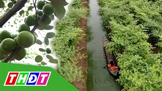 Tham quan Vườn táo Út Nhàn (huyện Cao Lãnh) | Tạp chí Du lịch xanh - 28/5/2021 | THDT