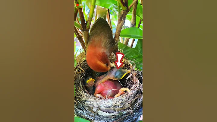 The mother bird did not feed the baby cuckoo. #birds #cuckoo