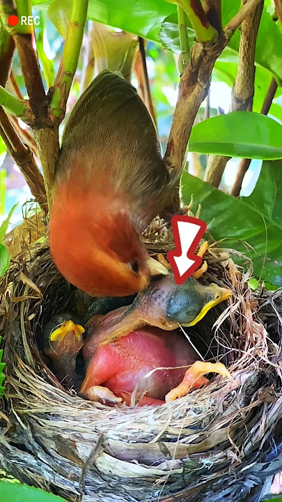 The mother bird did not feed the baby cuckoo. #birds #cuckoo
