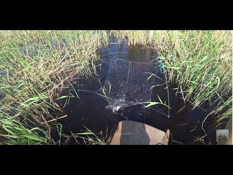 Видео: Труба опять дала нам рыбки, хоть и вода уже почти ушла.