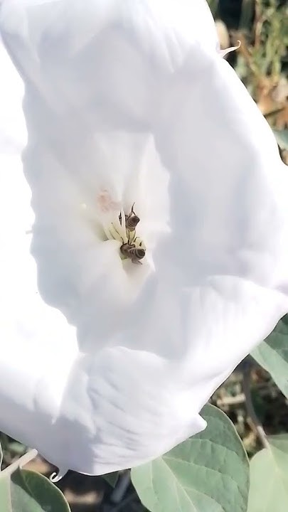 Пчёлы на цветке дурмана💮🐝🐝 - YouTube