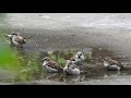 Gorriones comunes tomando un baño (Passer domesticus)