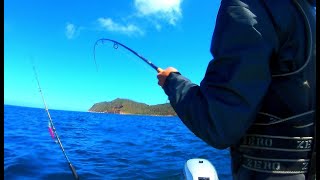 How to catch Yellowtail kingfish/They not feeding!!!