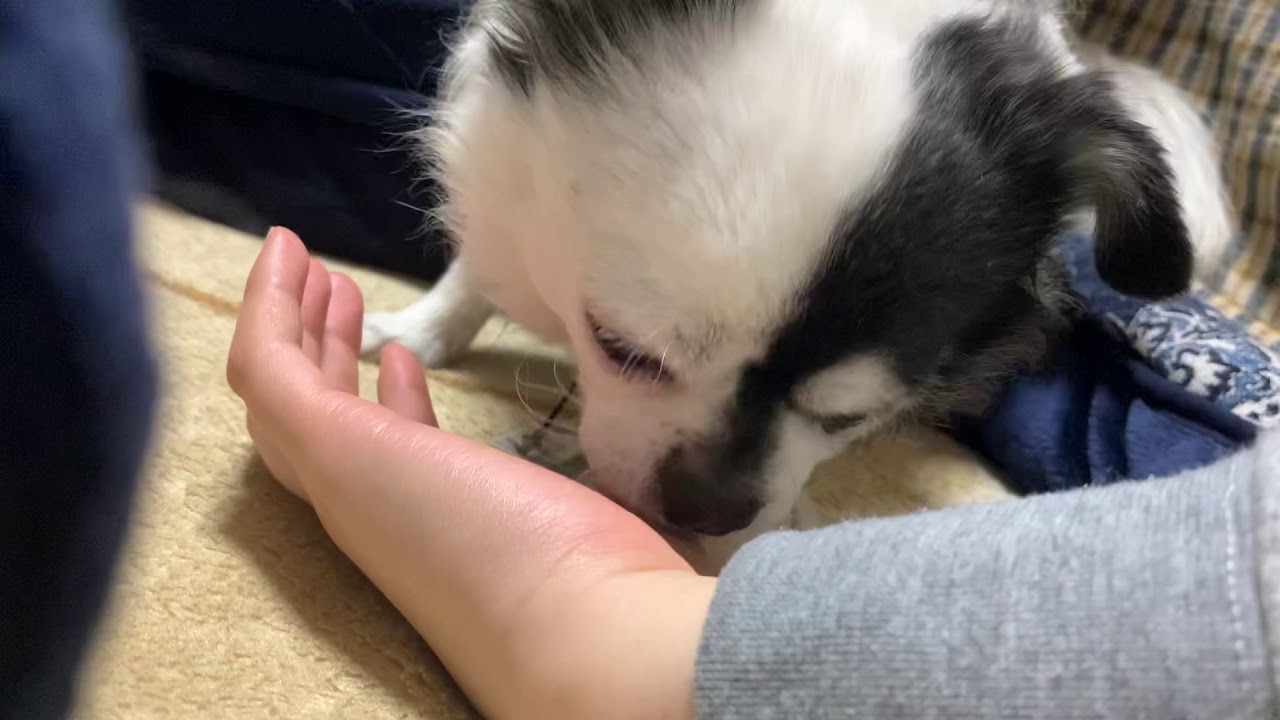 【愛情表現】犬が手を舐める動画