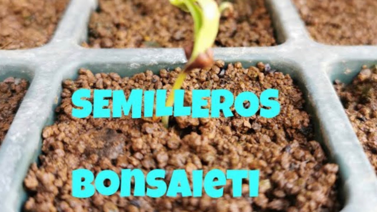 🌱 Semilleros de SCHINUS MOLLE Falso Pimentero