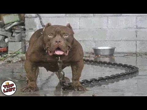 Video: Adakah Pit Bull Dogs Menjadikan Haiwan Peliharaan Baik?