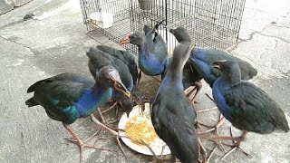 Download Lagu Ngasih Makan siang ke anak anak burung mandar biru dan sudah mulai tumbuh dewasa MP3