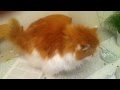 Thick Persian - cat begs for food