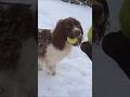 Springer spaniels love snow