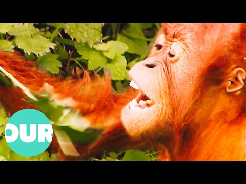 Meeting The Red Apes In A New £3.5 Million Facility | Zoo Days | Our World