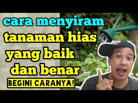 Video: Perlukah saya menyiram hamparan bunga setiap hari?