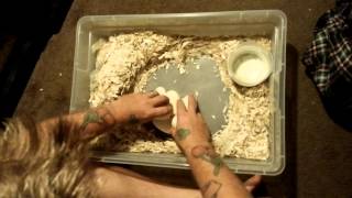 How to take apart ball python eggs for incubation with egg tub setup