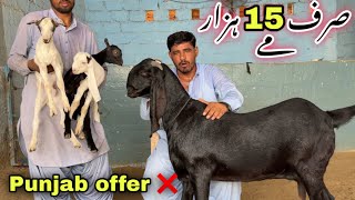 🍀 Bhains Colony Bakra Mandi Se Sasti Bakriyan 🍀 Ghulam Qadir Goat Farm | Bakra Mandi 