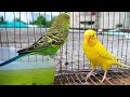Budgies are enjoying to the nature🦜🦜🦜🦜#birds #birdlovers #budgies #parrot #pets