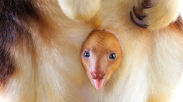 Zoo Babies: Rare Blue-Eyed Tree Kangaroo Joey Makes an Adorable Pouch Debut! #zoobabies #cuteanimals