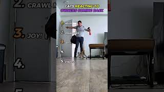 Cats Reacting To Their Owners Coming Back 🚪 😼