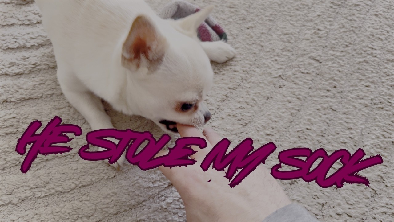 Chihuahua Orlando spielt neugierig mit einer Socke und zeigt Freude, Bindung und verspielte Energie im Alltag.