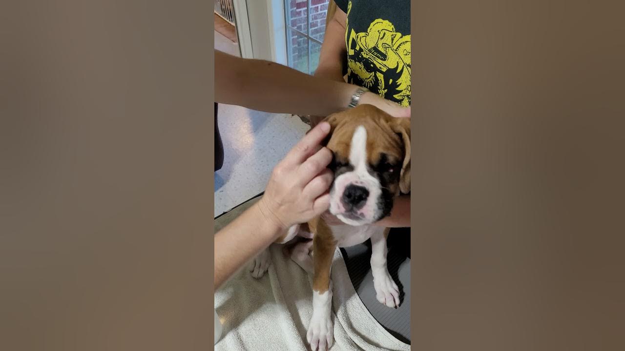 Boxer natural ear taping YouTube