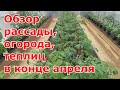 Обзор моей рассады, огорода и теплиц на 21.04.21. Кратко об огородных планах на конец апреля.