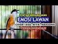 SUARA CENDET PINTAR MERANGSANG EMOSI LAWAN, CENDET BISU & CENDET MIYIK PAKAI INI, CENDET FULL ISIAN