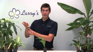 How To Grow Areca Palm - Growing Palms Inside Made Easy!
