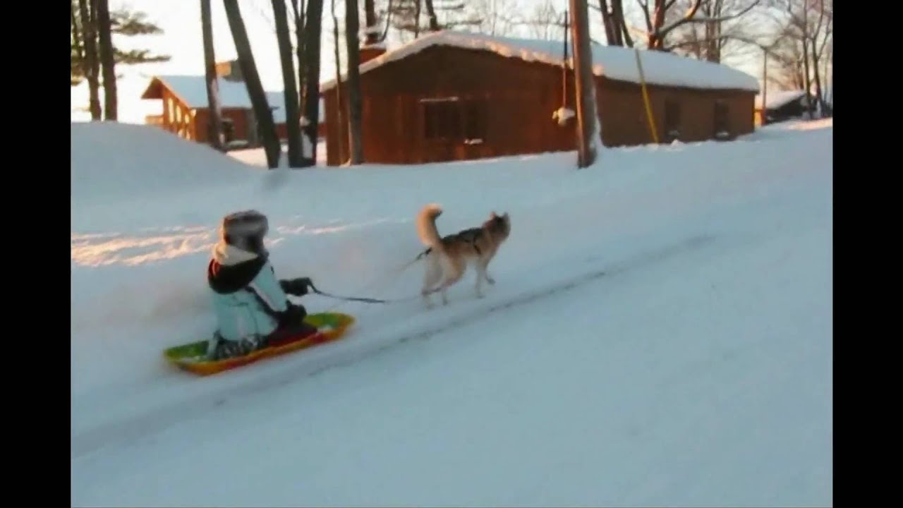 how much can sled dogs pull