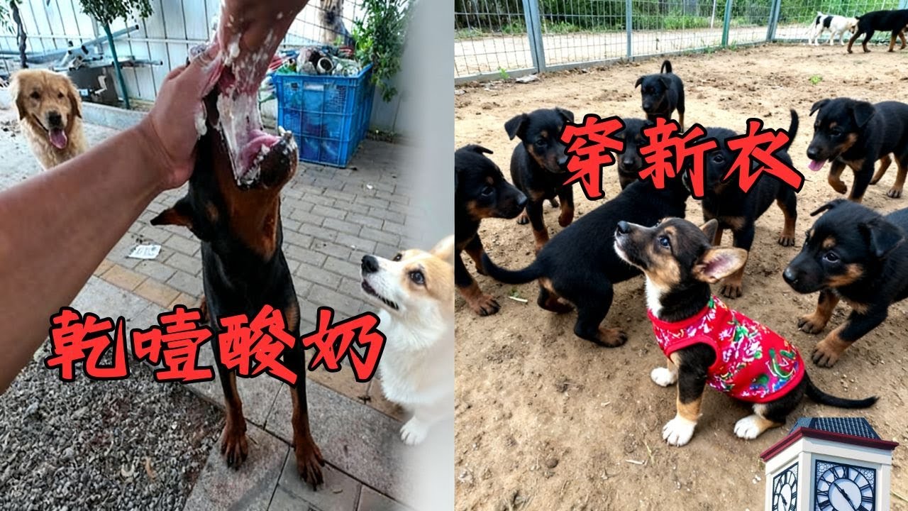 買的乾噎酸奶那麼一點夠誰吃？我自製！實現乾噎酸奶自由！#哈士奇 #農村生活#狗狗