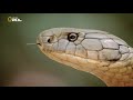 Королевская кобра, убийца змей