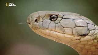 Королевская кобра, убийца змей