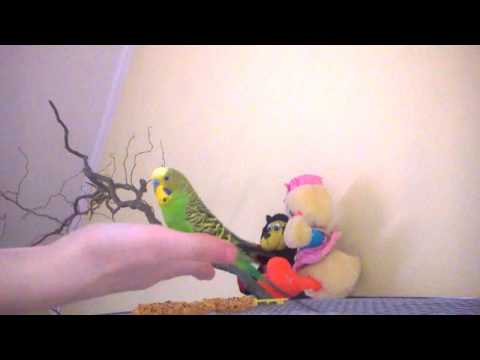 Wideo: Jak Kąpać Papużki Faliste