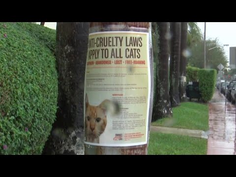 Police investigate after 3 cats found brutally killed in Miami Beach